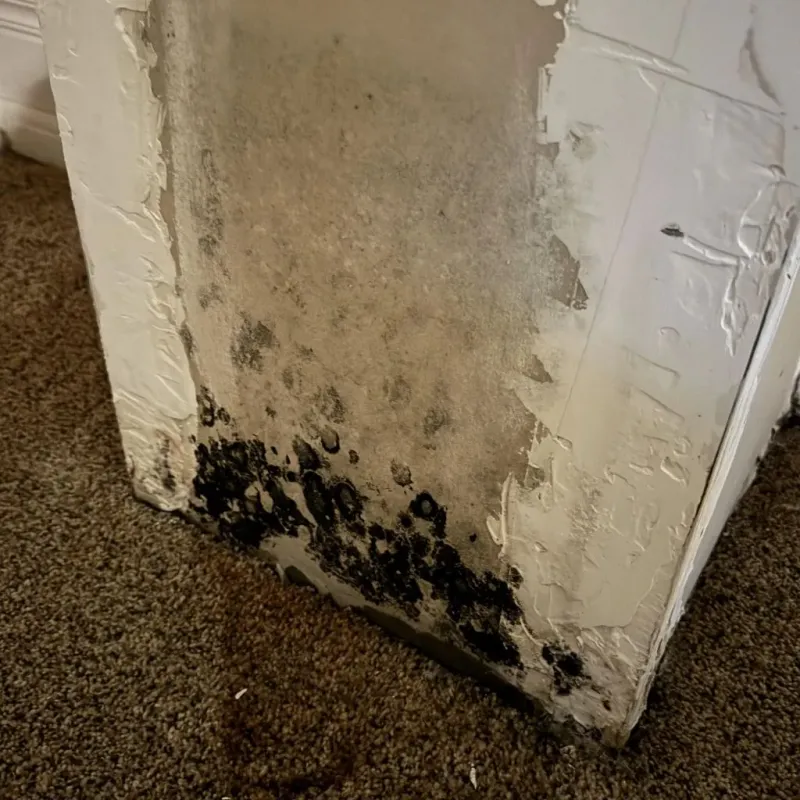 Professional Mold Removal in Teague, TX